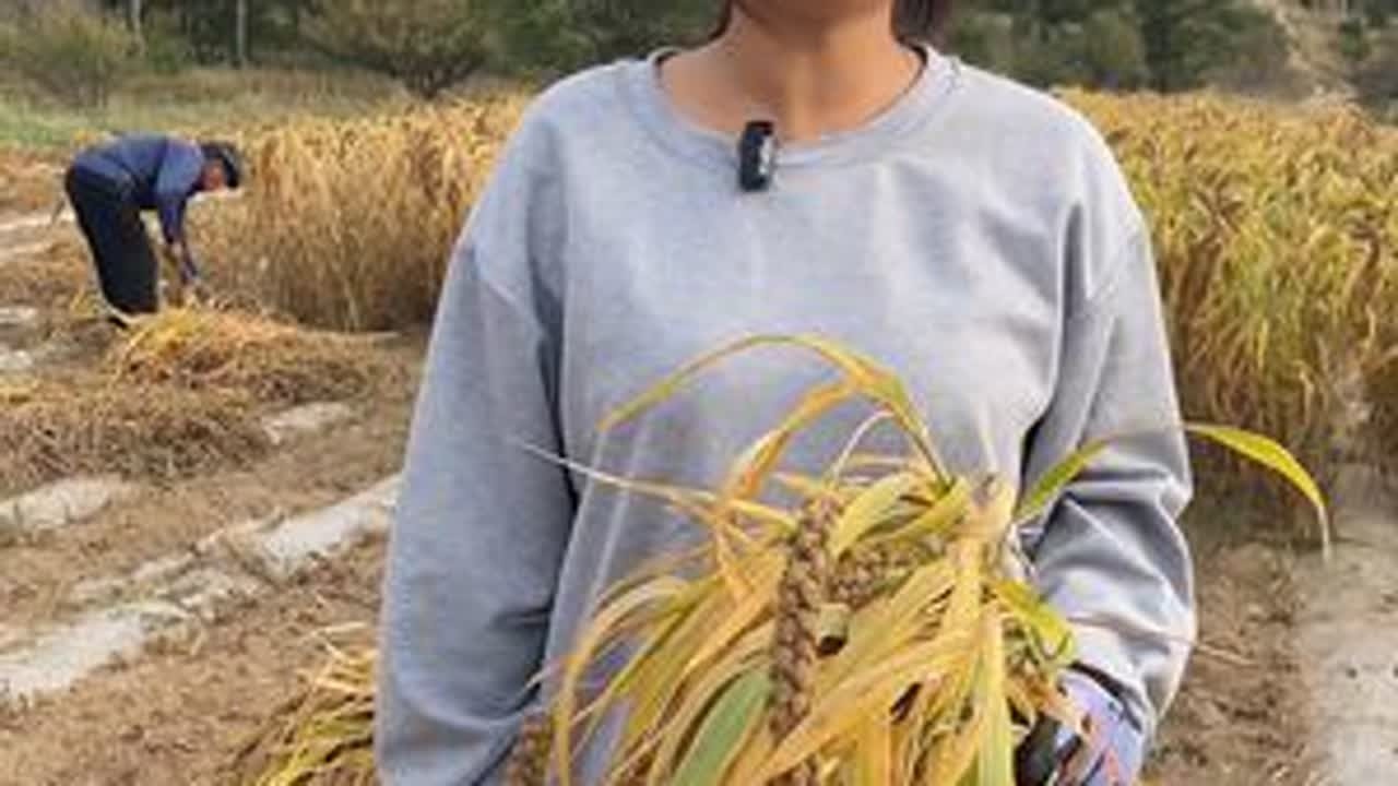 今天去我大舅家割谷子，公公还谈上了条件😂😂#记录我的农村生活 #2024新农人计划#幸福乡村丰收季