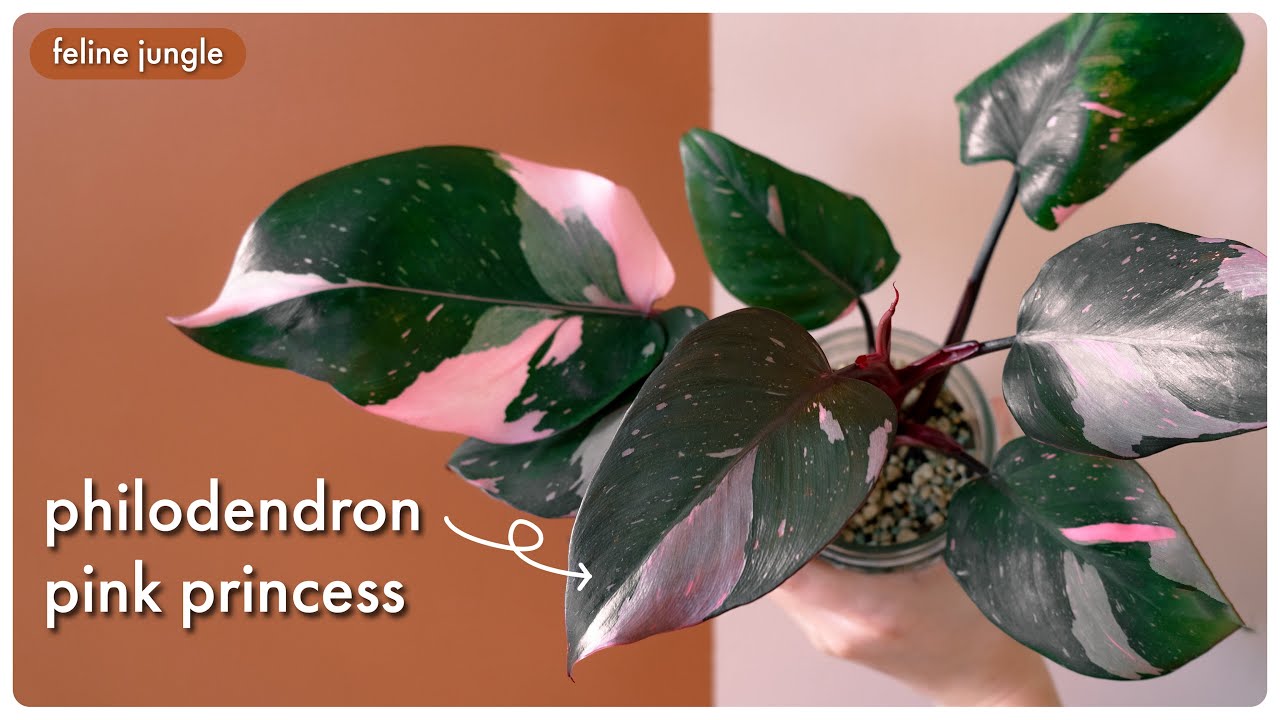 Pink Princess Philodendron | Care Hacks to get PINK LEAVES