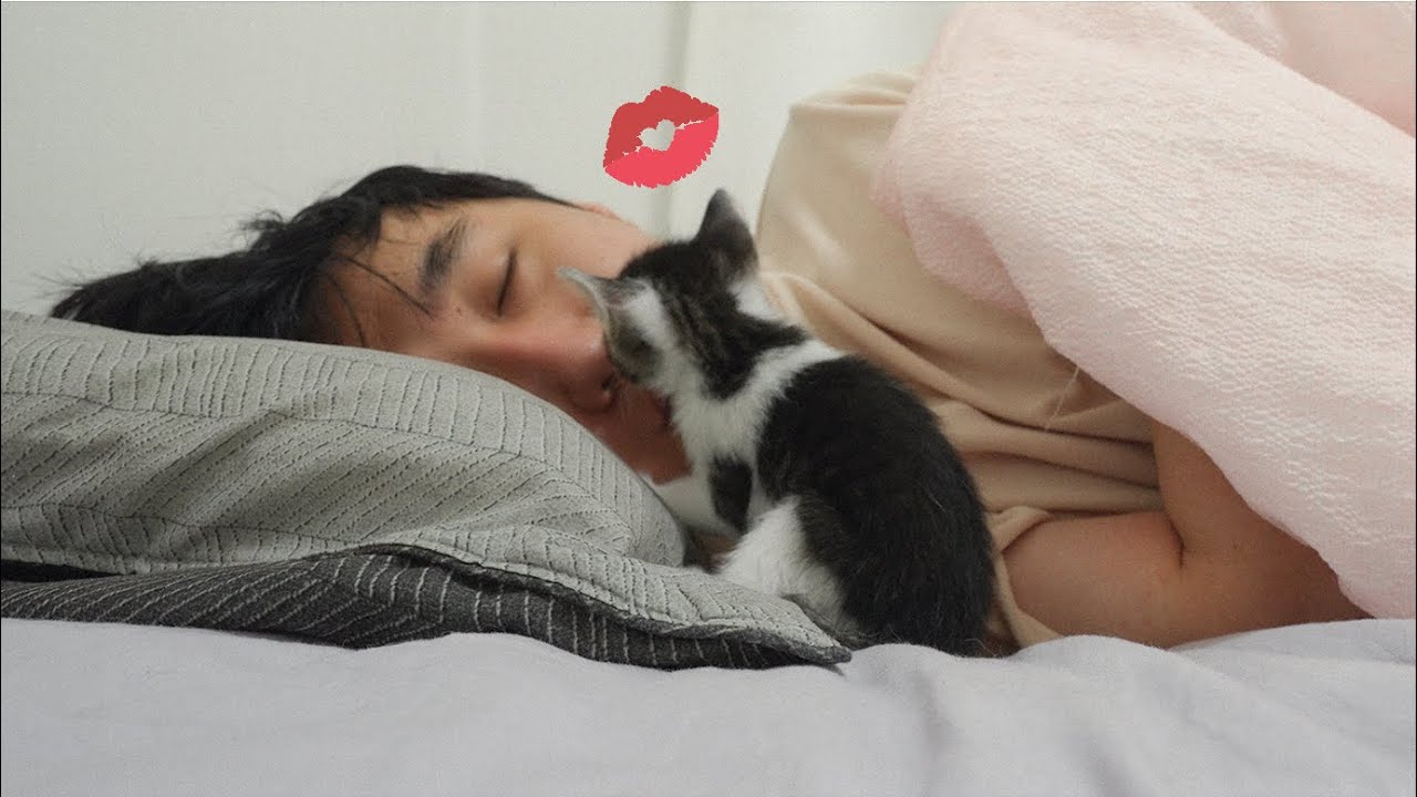 What Do Kittens Do While You Sleep?