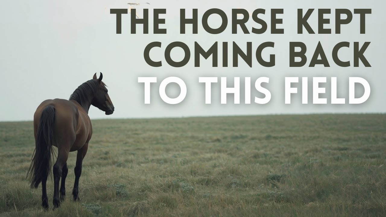The Horse Kept Returning to the Same Empty Field… Then They Found What Was Buried There