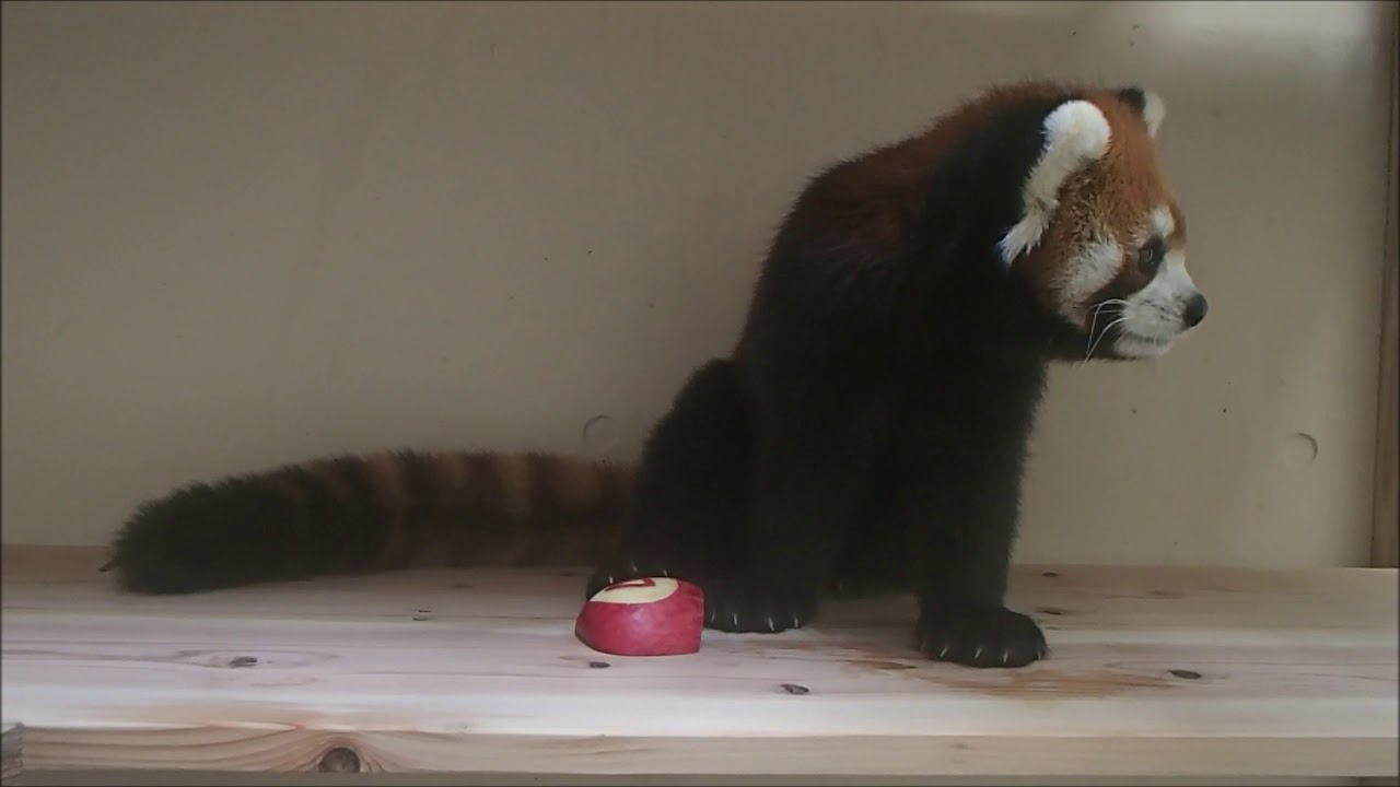福岡市動物園：レッサーパンダ「ハルマキ」4歳のささやかなお誕生日会