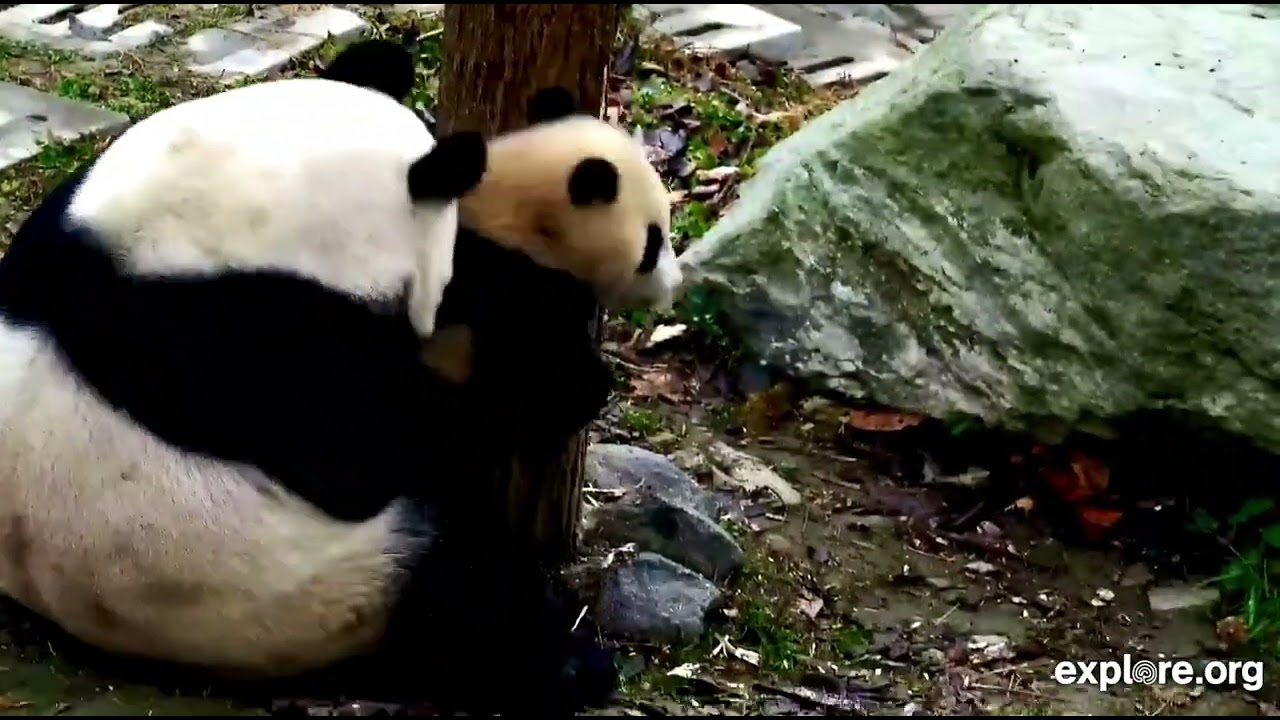 Mommy’s LOVE 💕 💕 💕 - Lin Lang & Her Little Darling 