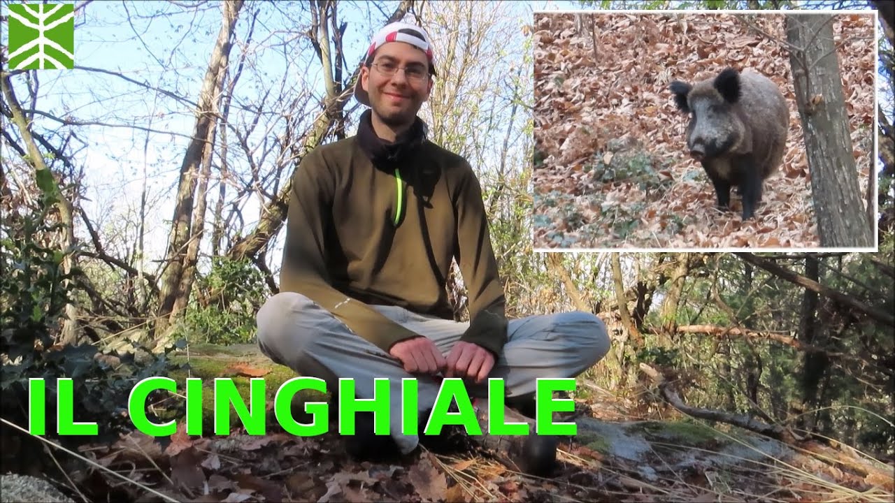 Animali in Val Grande ep. 05 - Cinghiale