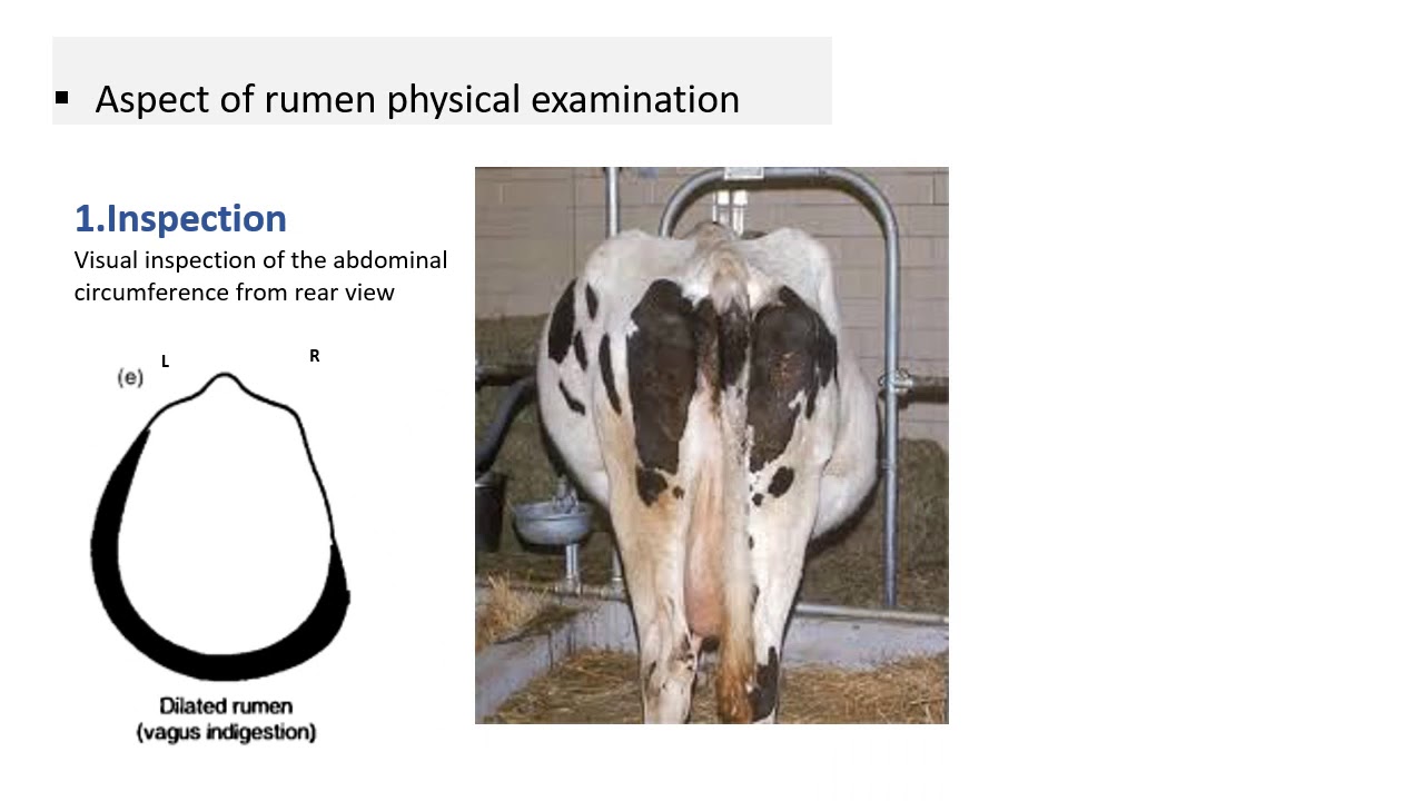 examination of  rumen and ruminal fluids