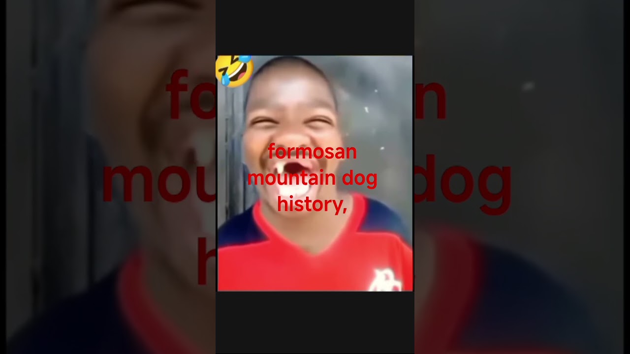 #Funny Small Dog#Formosan Mountain Dog History,# &ldquo;Funny Dog Moments 😂 &rdquo;