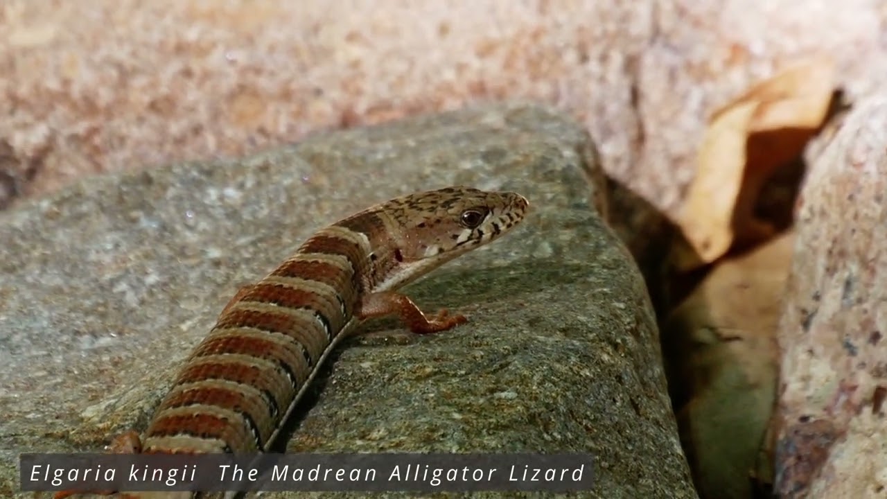 Arizona & New Mexico Herping