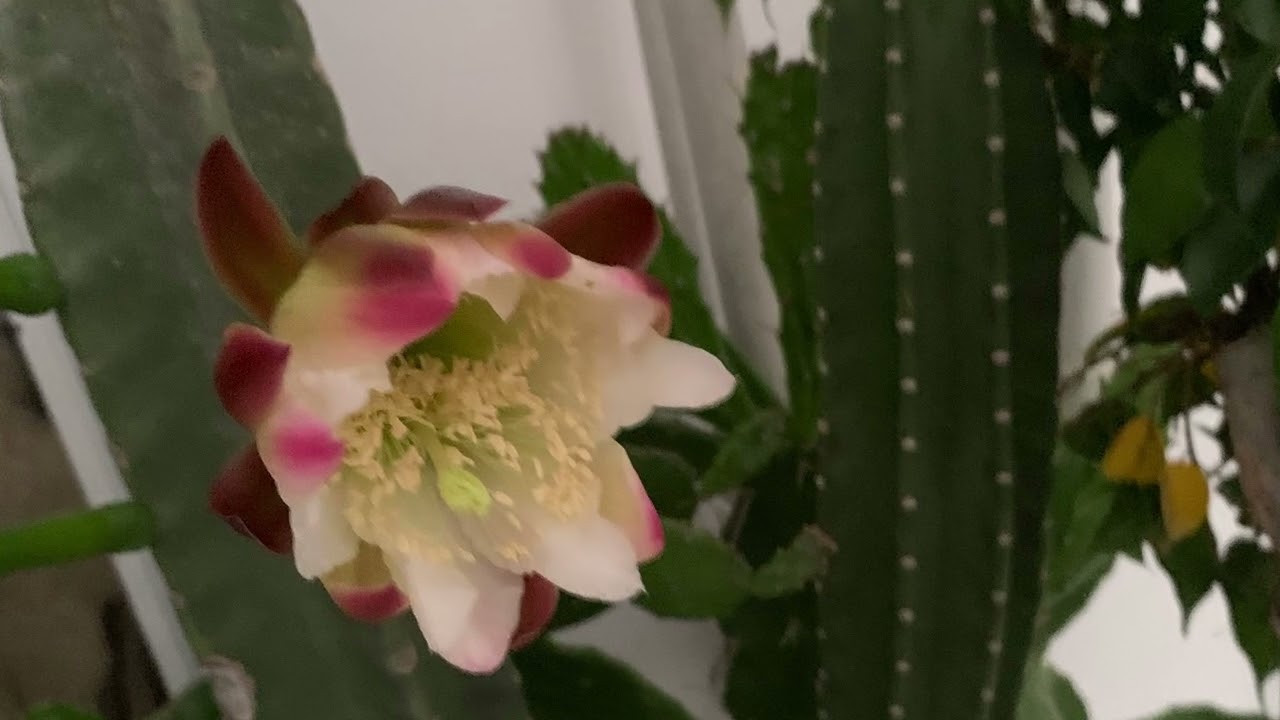 Cactus Flowers in Buenos Aires 