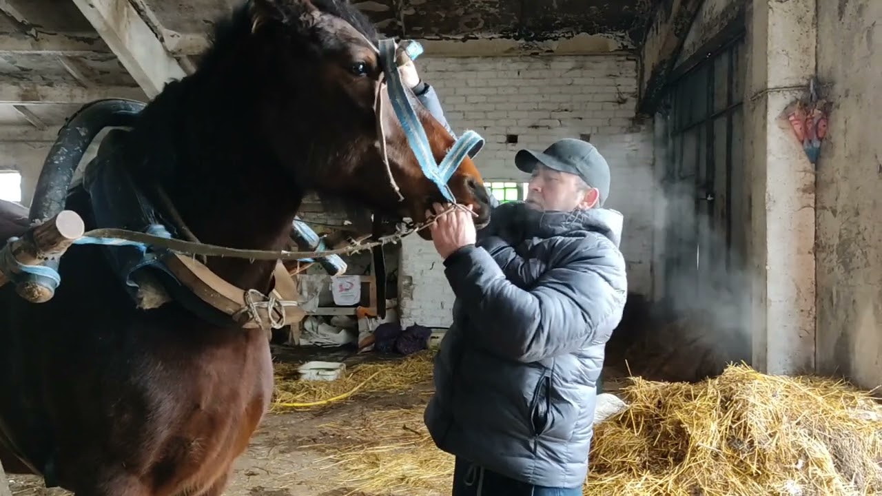 Покупка  в хозяйства лошади Камилы