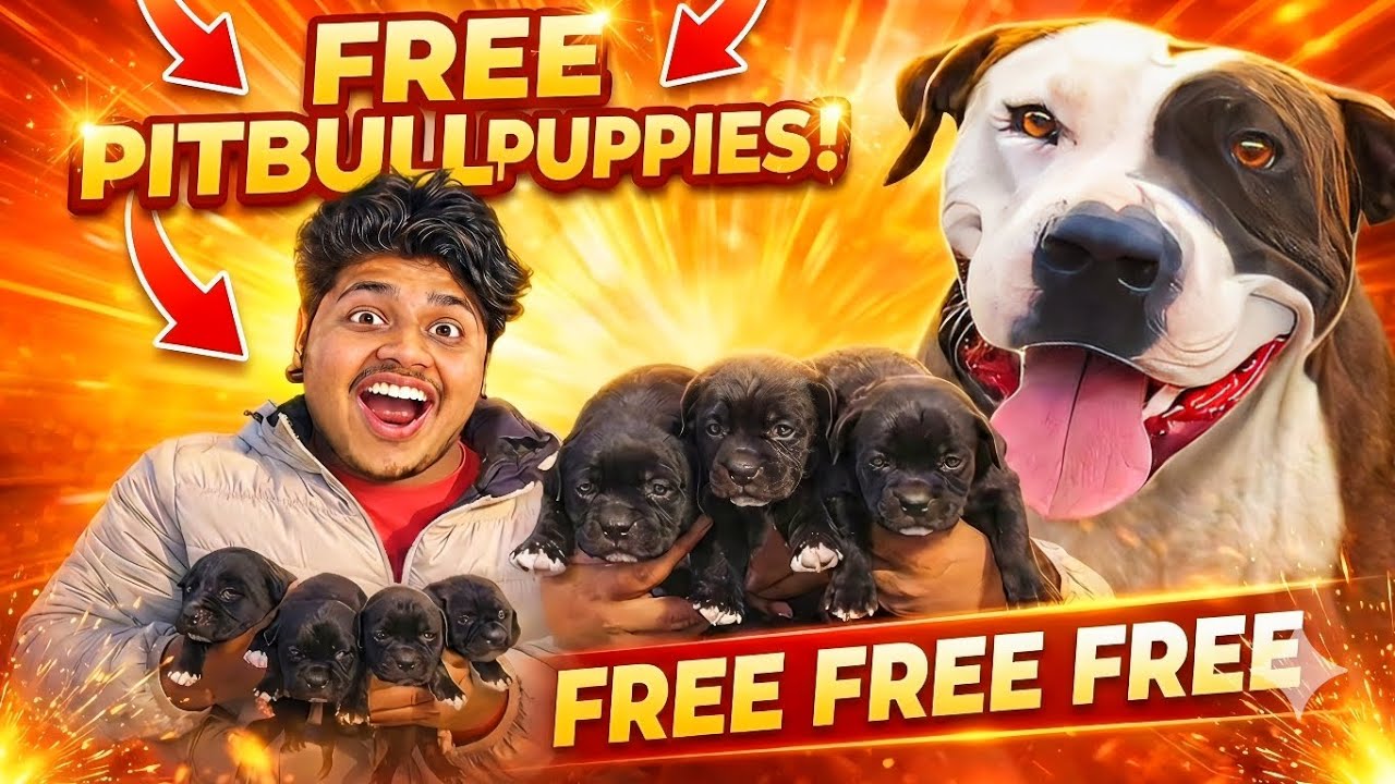 FREE PITBULL PUPPIES! 😱 Sach Mein Free? (Jaldi Dekho!)