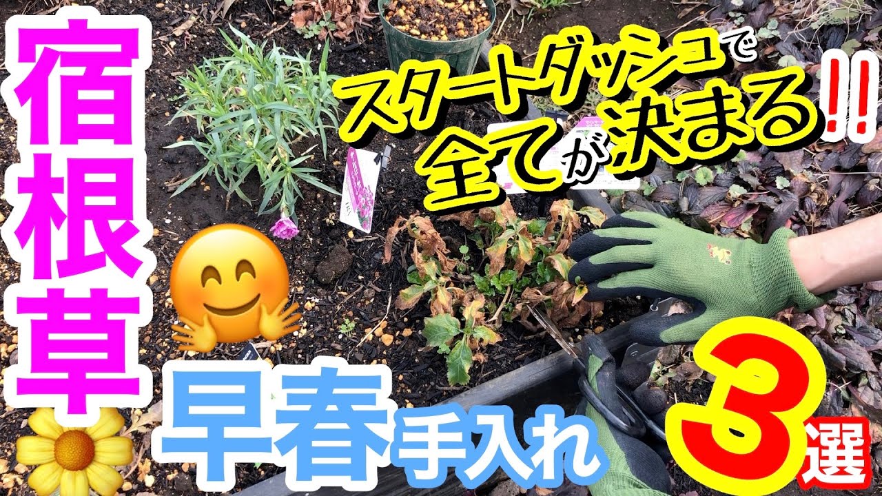 【宿根草のスタートダッシュ】早春の手入れ次第で花付きも花姿も変わる✨/ 大切な新芽にしてあげられること🌱/ 日向・シェードガーデン/ 忘れがちな○○アジサイ剪定も‼️【ガーデニング】