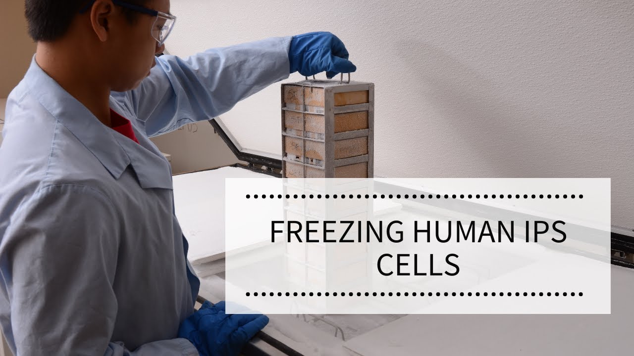 Freezing Human iPS Cells | REPROCELL
