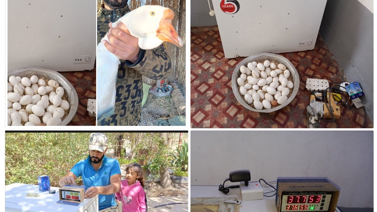 تحوير مجمته الى فقاسه البيض الوز 🦆🦆🇮🇶