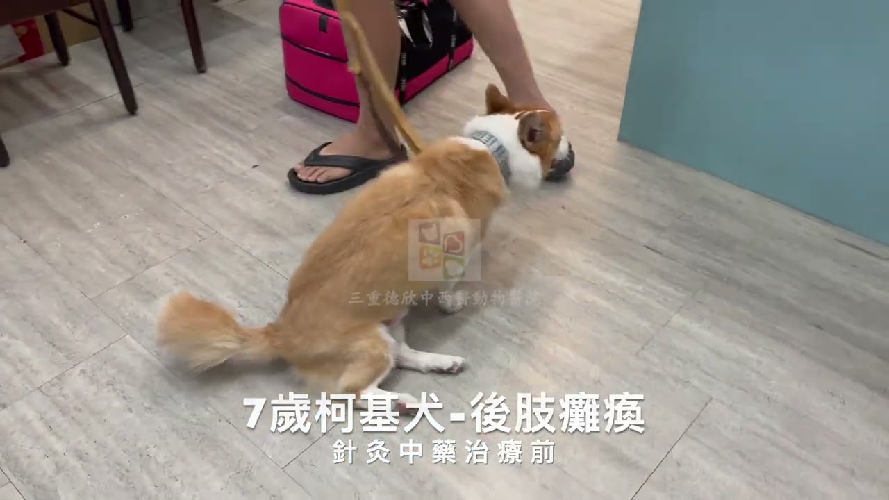⭐⭐⭐病例分享⭐⭐⭐ 7歲柯基犬因後肢癱瘓就診在擁有美國 Chi University 中獸醫認證及台灣中獸醫碩士學位的許醫師診治下，經由針灸、中藥治療，逐步恢復行走與跳躍的能力，重拾健康活力！