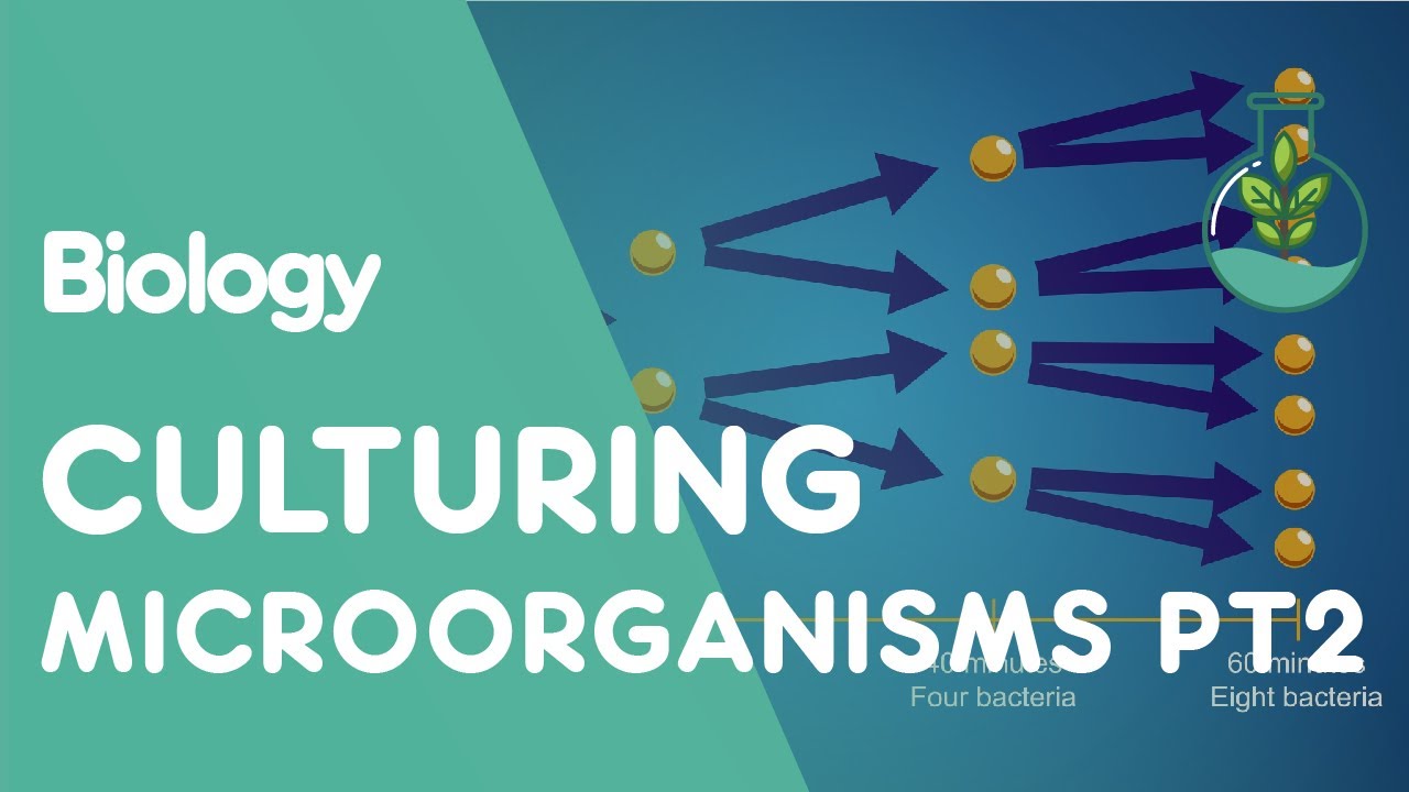 Culturing Microorganisms Part 2 | Cells | Biology | FuseSchool