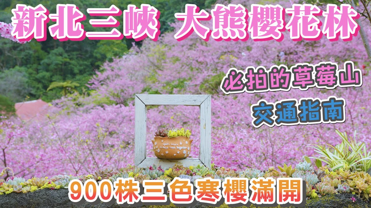 2024 新北三峽 大熊櫻花林900棵的三色寒櫻全部滿開 I 必拍的草莓山及最新的大熊櫻花林招牌 I 預計2月初都是最佳觀賞期 趕緊來賞花吧  I 大熊櫻花林交通指南