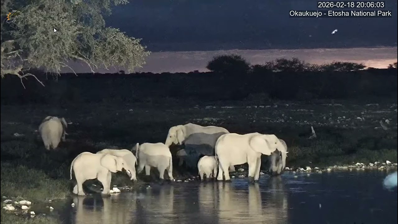Okaukuejo Resort, Wildlife Waterhole. 1st elephant herd to return for the new year.