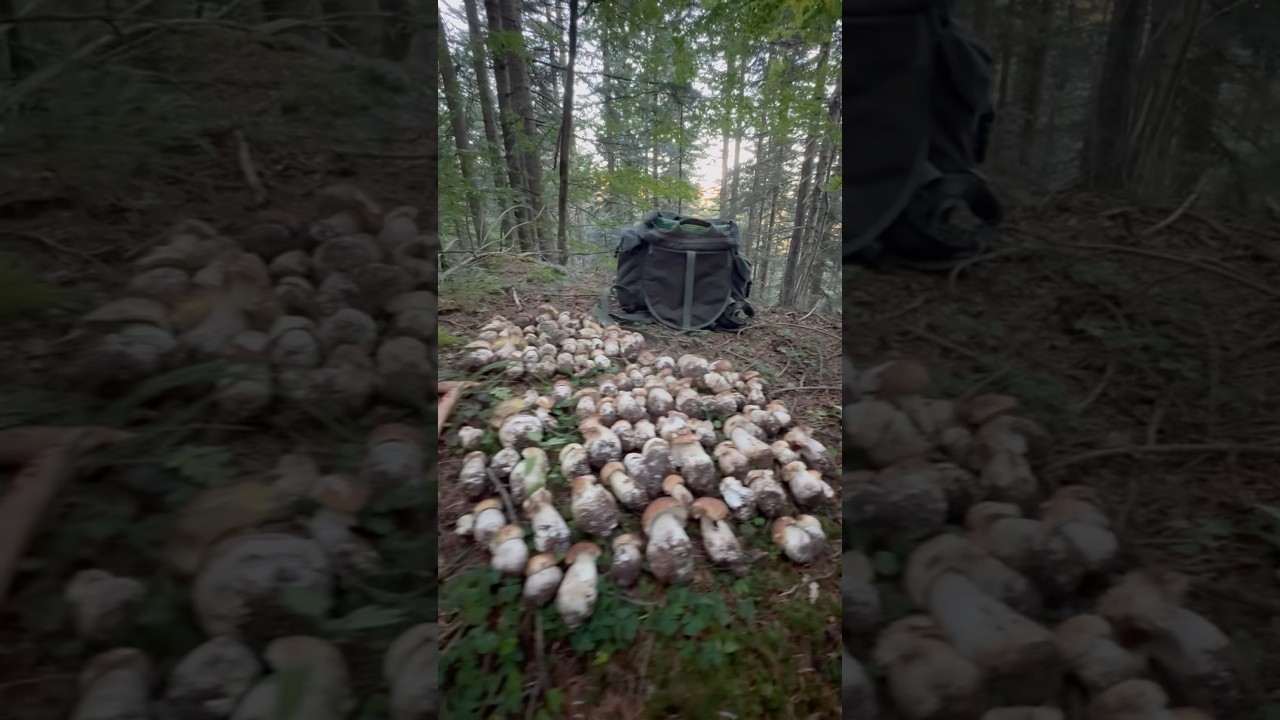 CIAO SETTEMBRE-Funghi Porcini 2025#mushroom #funghi#fungi#hongos #fungi#cepes#pilze#borowiki#porcini