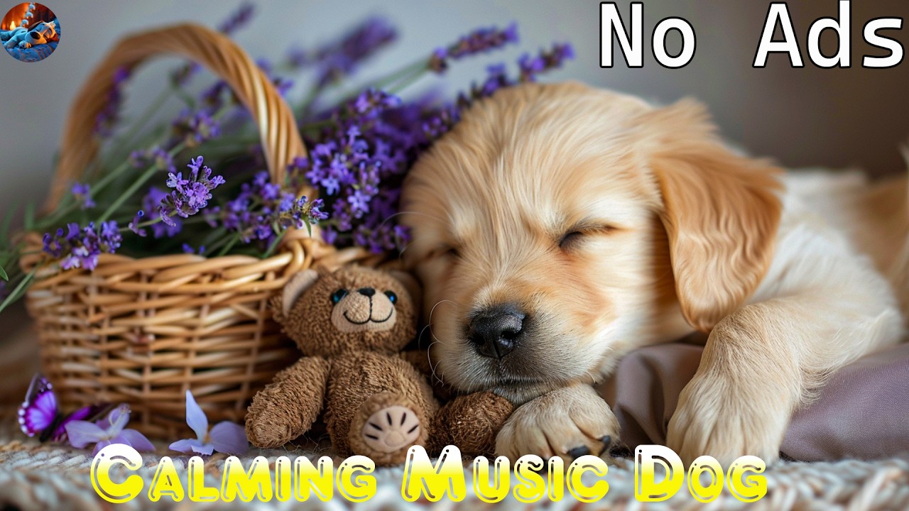🔴LIVE: Calming Music for Dog Sleep🐶Soothing Music for Dog with Stress and Anxiety🎶 Gentle Relaxation