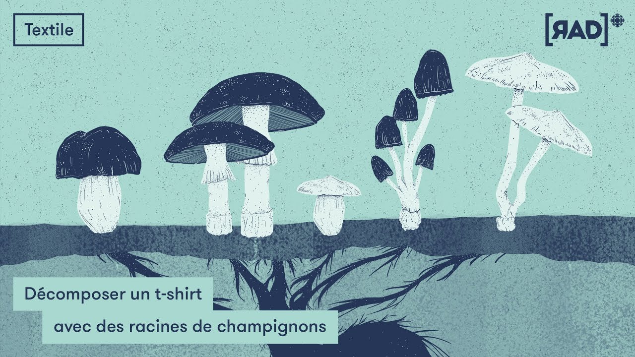 D&eacute;composer un t-shirt avec des racines de champignons | Recyclage textile | Rad