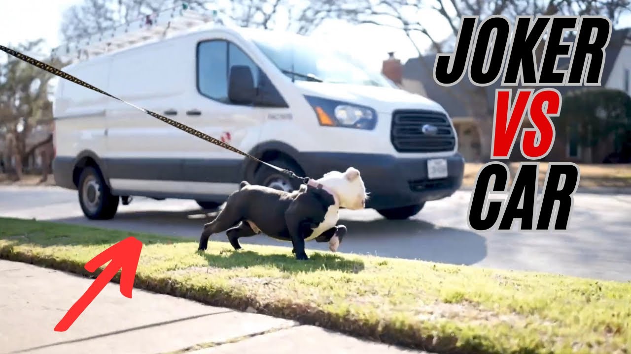Stop YOUR Dog From Chasing & Lunging At Car!! How To Fix
