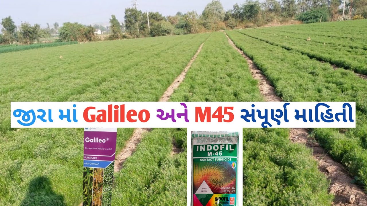 જીરા માં Galileo અને M45 સંપૂર્ણ માહિતી || જીરા માં વધારે ઉત્પાદન માટે શું કરવું || jira ni kheti.