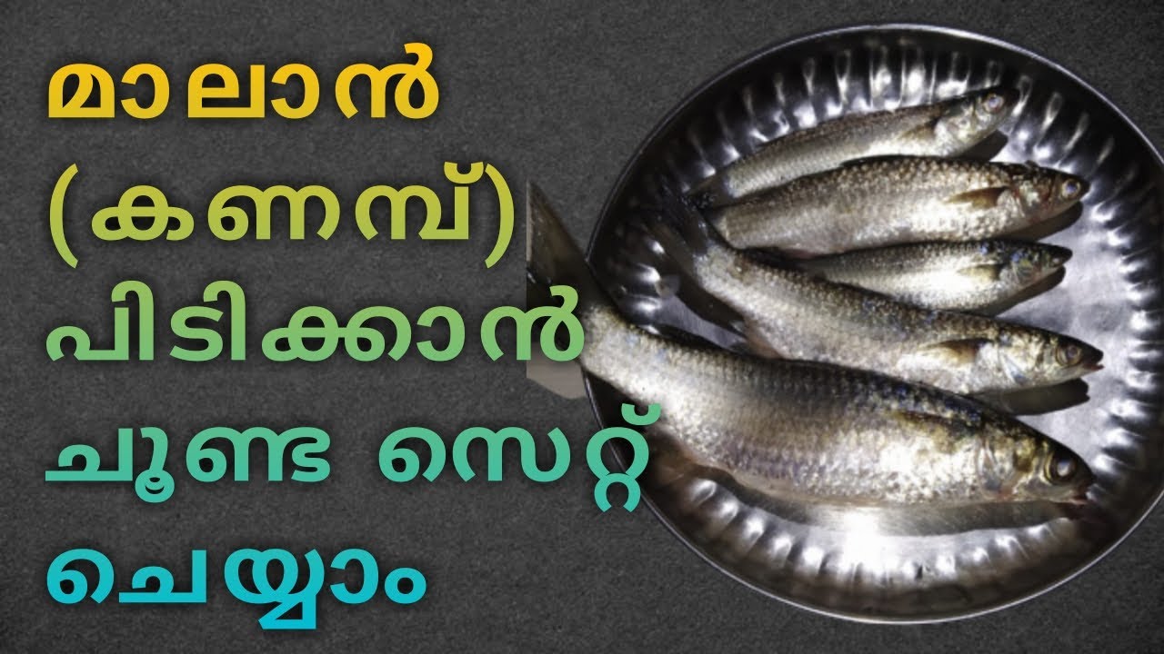 Mullet Fishing മലാന്‍ (കണമ്പ്) പിടിക്കാനുള്ള ചൂണ്ട സെറ്റ് ചെയ്യാം