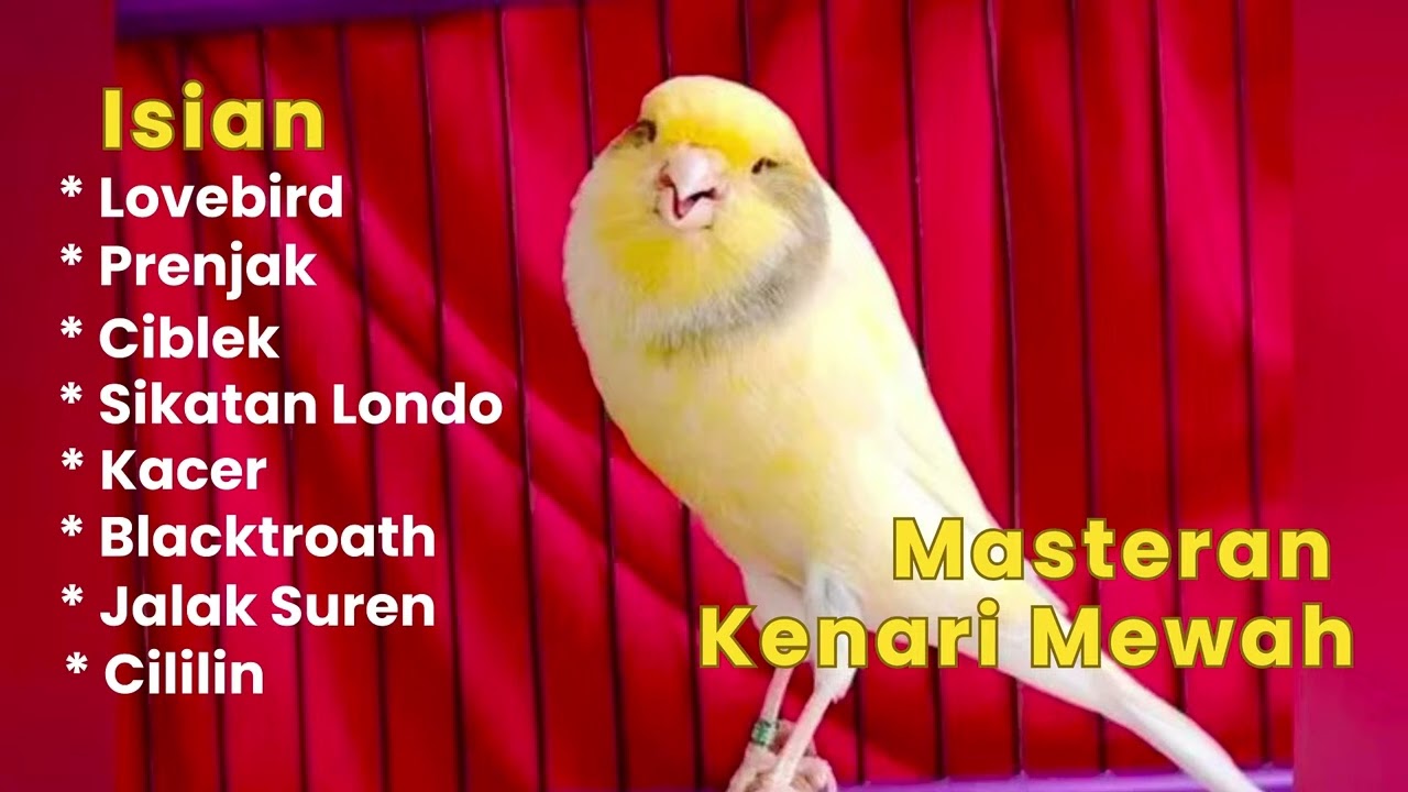 MASTERAN KENARI ISIAN MEWAH MATERI LOMBA