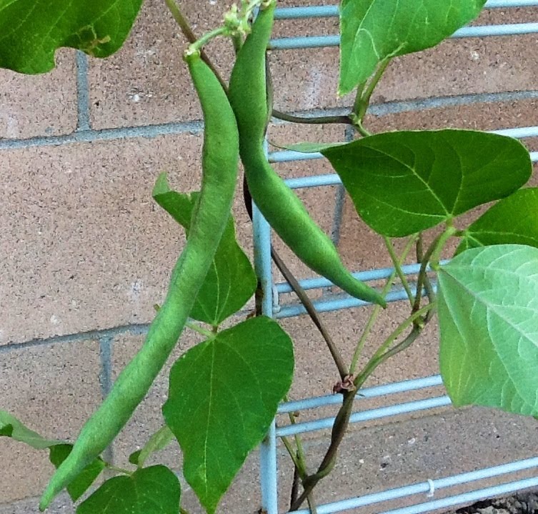 ~Summer 2013 Garden Update #3~Heat, Tomatoes & Squash~