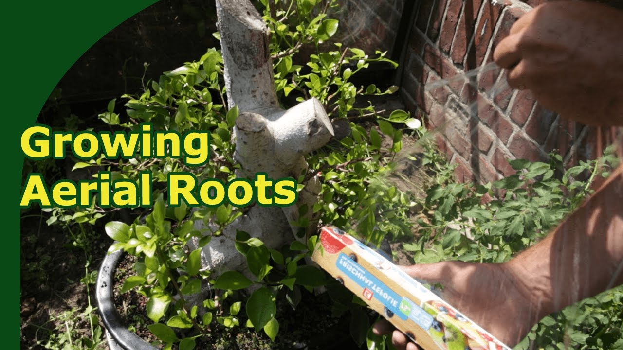 Stimulating aerial roots on ficus bonsai