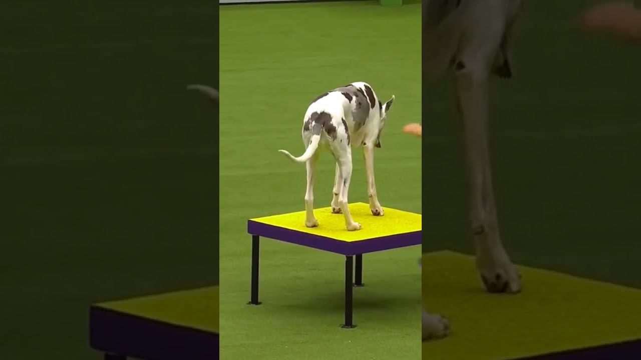Great dane in agility