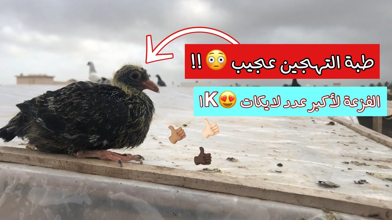 تهجين الحمام || إنتاج تهجين الحمام القرقاطي لايفوتك فرخ قرقاطي أسود
