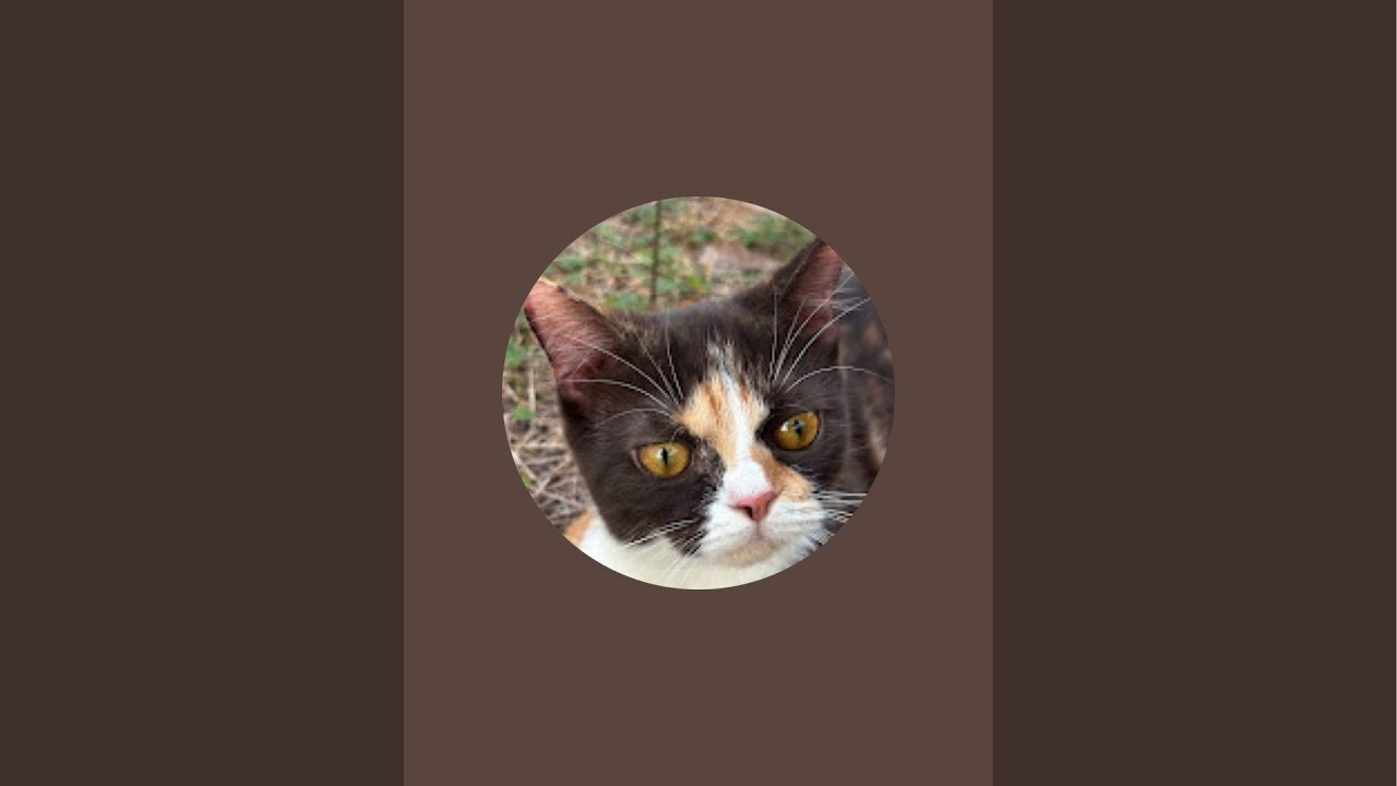 Cat Hunter Live