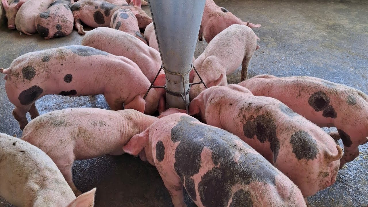 Criação de porcos de raça, porcada na engorda