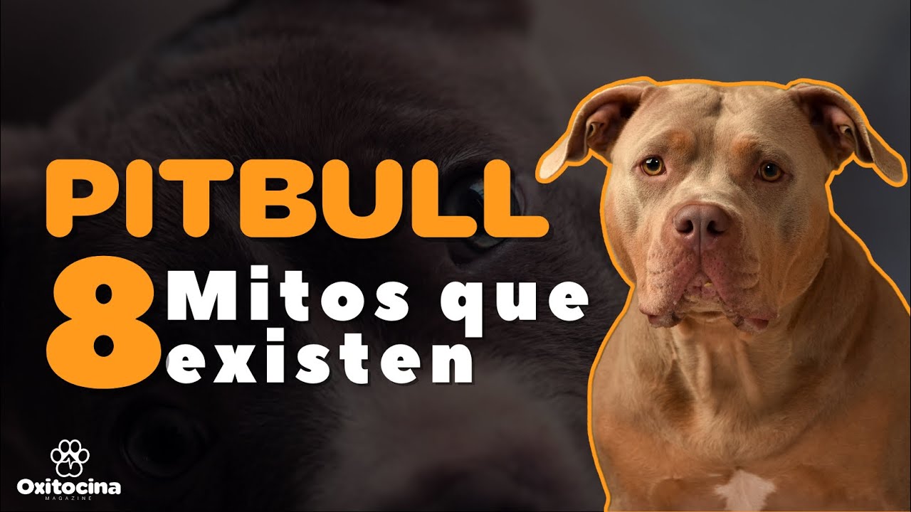 8 MITOS SOBRE EL PITBULL