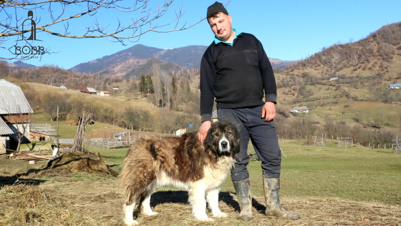 Gospodăria FAMILIEI Rîmbulea din Sângeorz-Băi, jud. Bistrița | Oi BREZE și CÂINI CIOBĂNEȘTI MASIVI