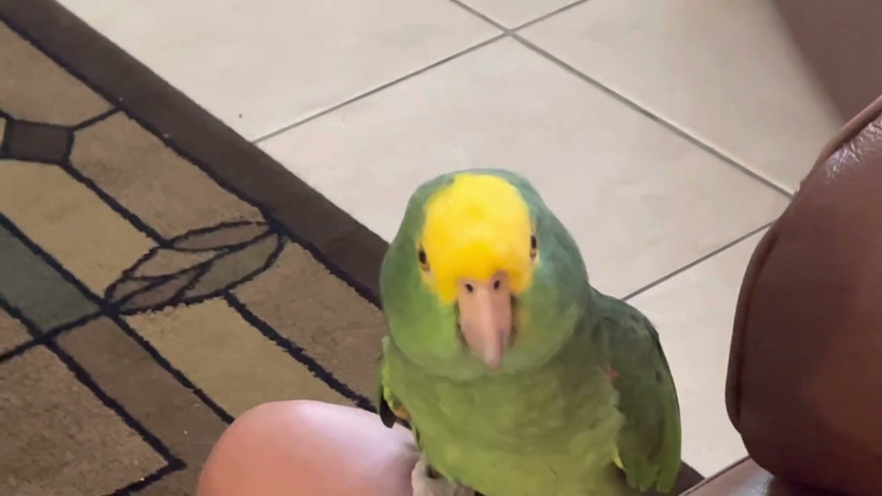 Lap song