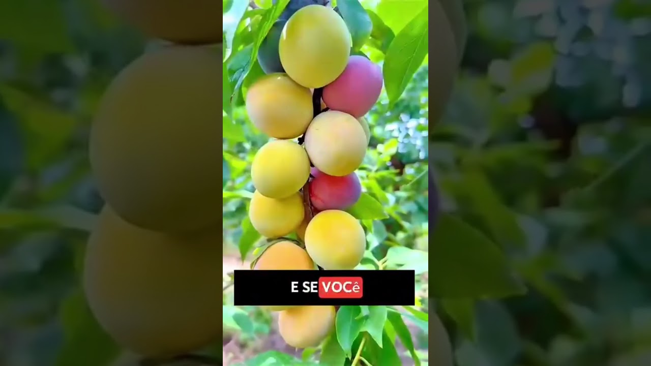 Que fruta devo comer para melhorar o desânimo, a ansiedade e a fadiga