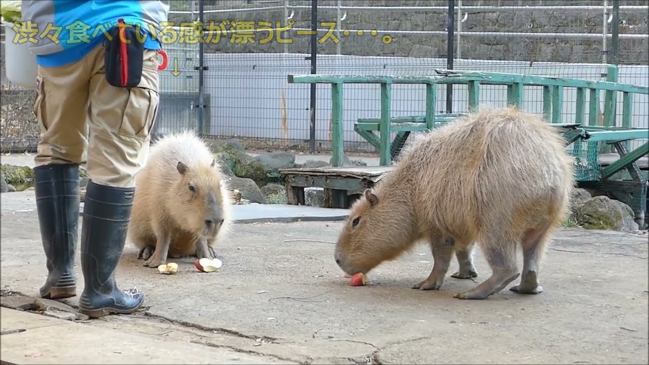 2022 01 14　獣医さん「嫌いな物でもきちんと食べなさい。」　～大宮公園小動物園のカピバラ～