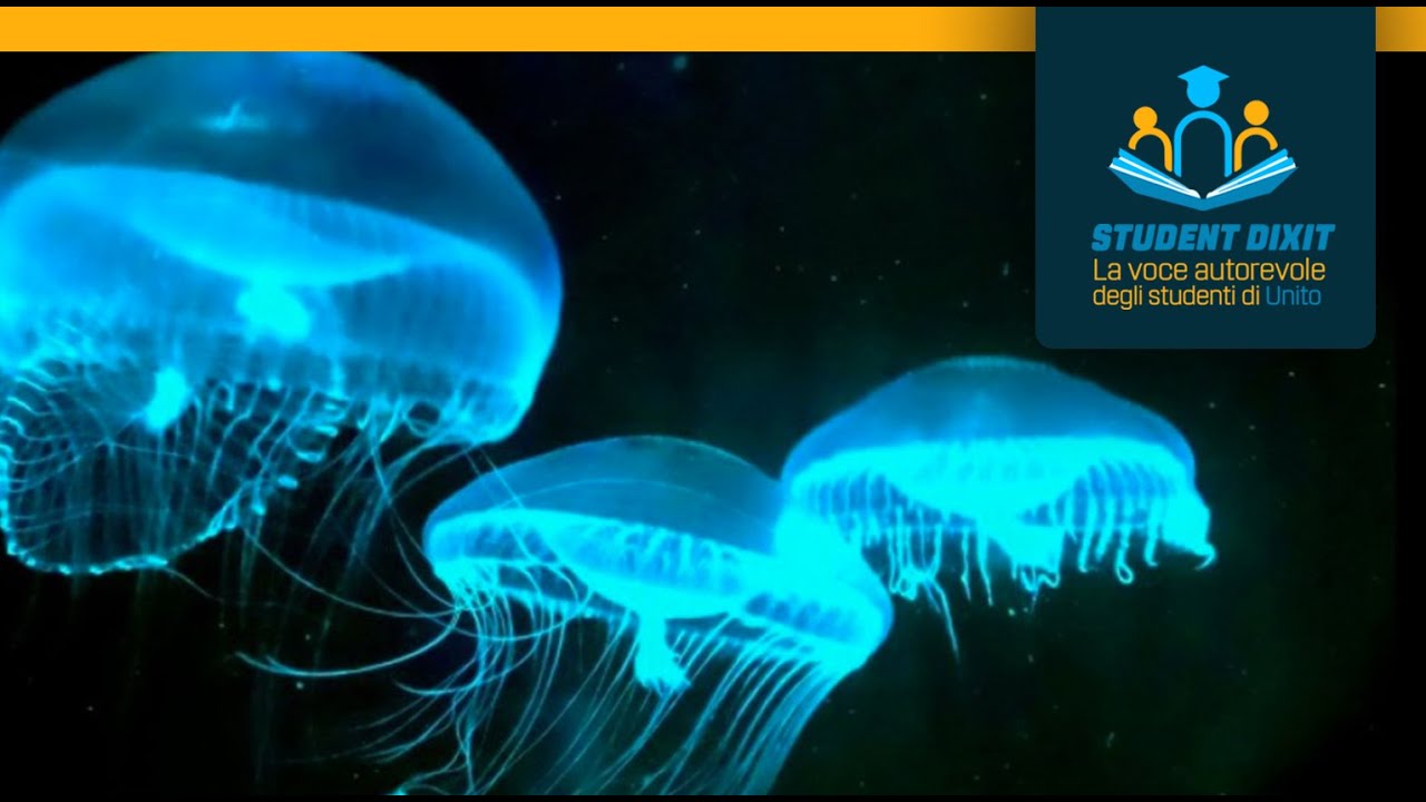 Bioluminescenza e fluorescenza in natura