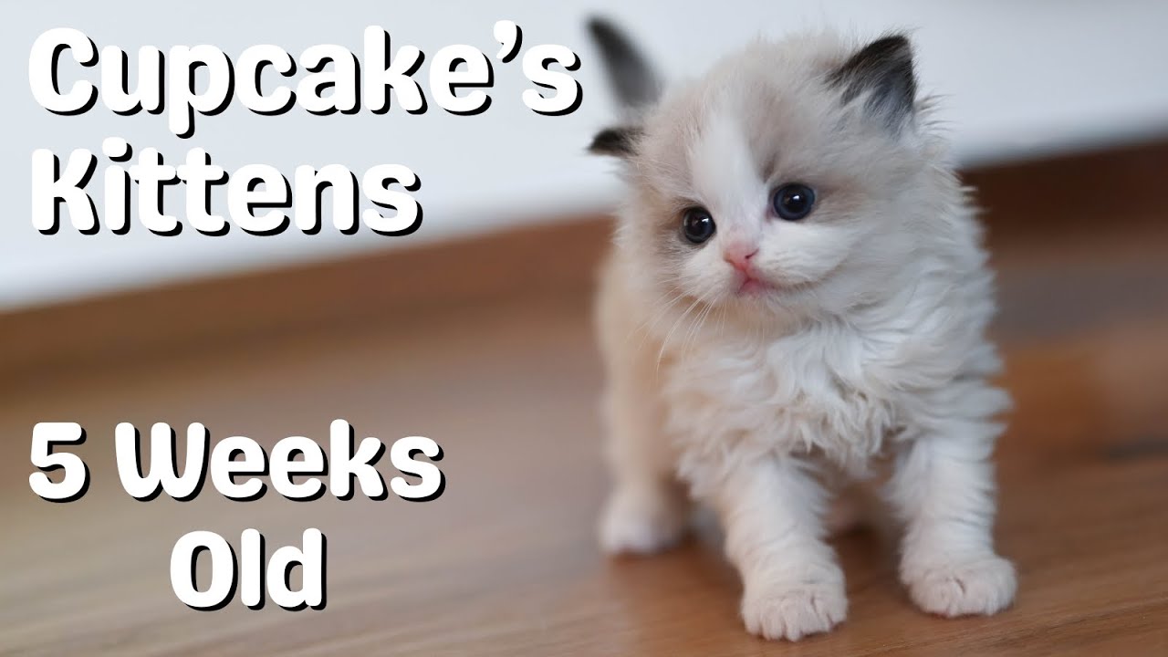 Cute Ragdoll Kittens Growing Up | Mother Cat and Kittens Meowing