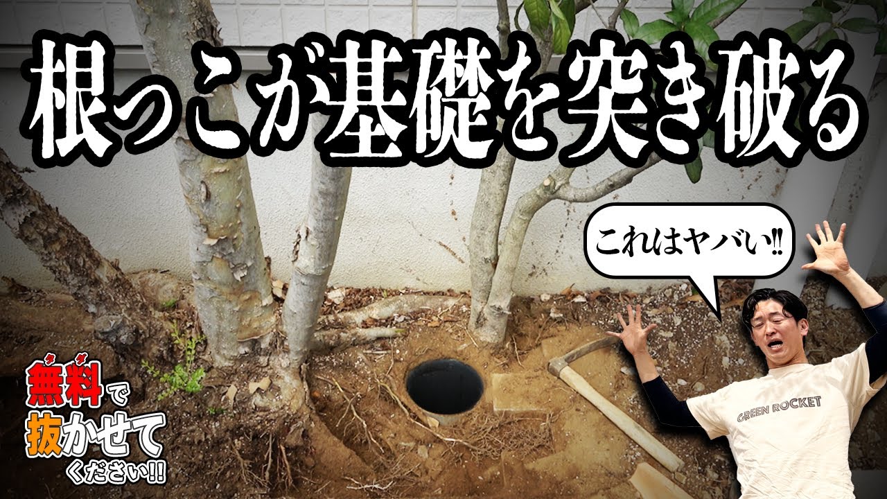 家の近くに木を植えると基礎を痛めるのか？掘って確かめた