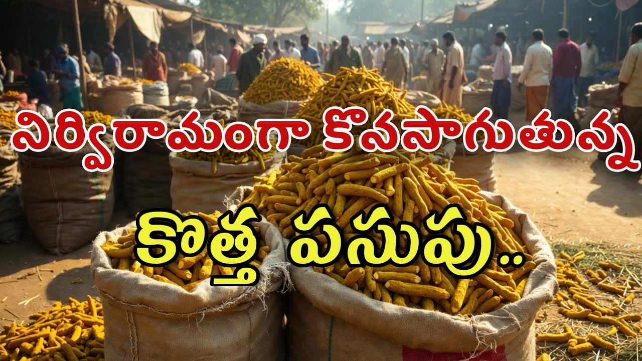 నిర్విరామంగా కొనసాగుతున్న కొత్త పసుపు..
