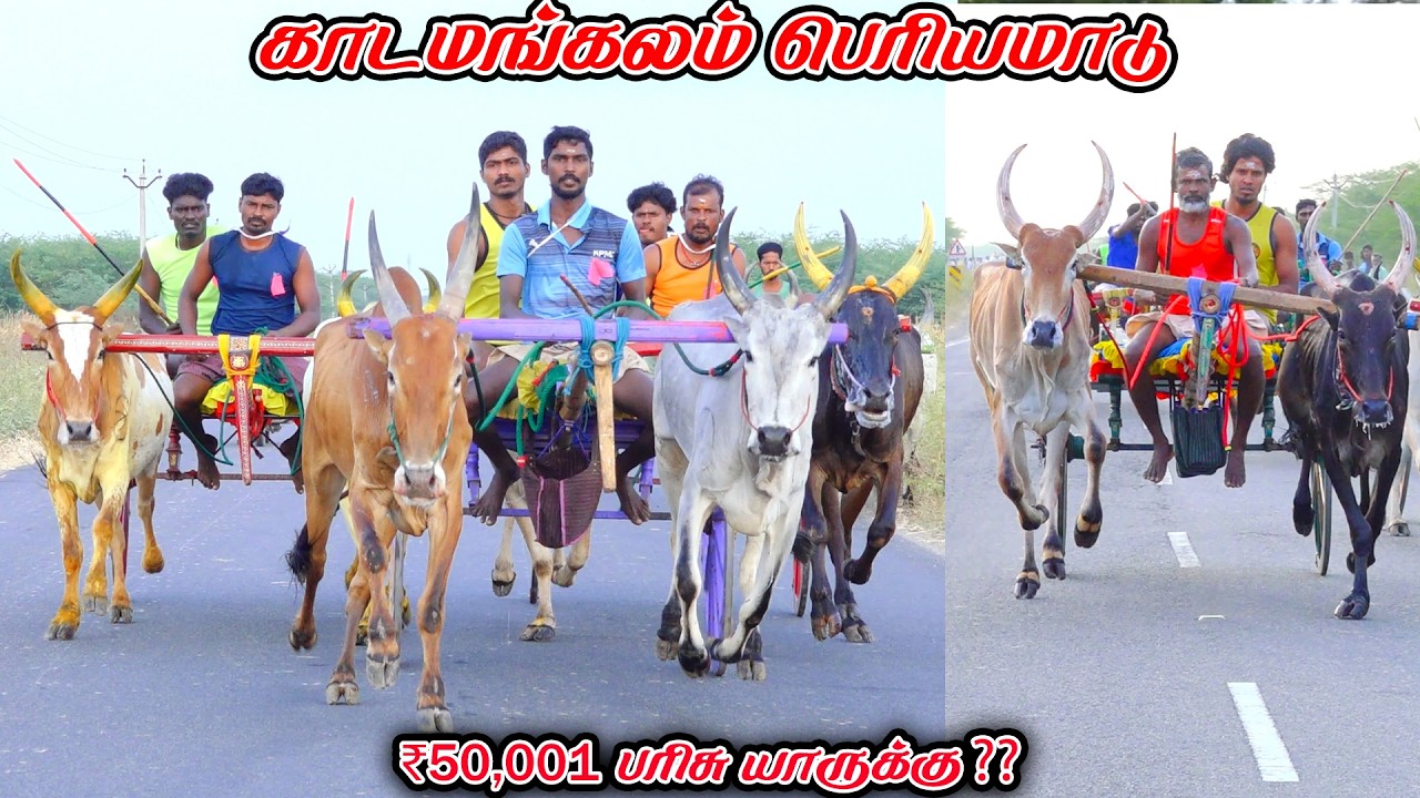 6காடமங்கலம்-பெரியமாடு-பந்தயம்_22.02.2026_V_Photography