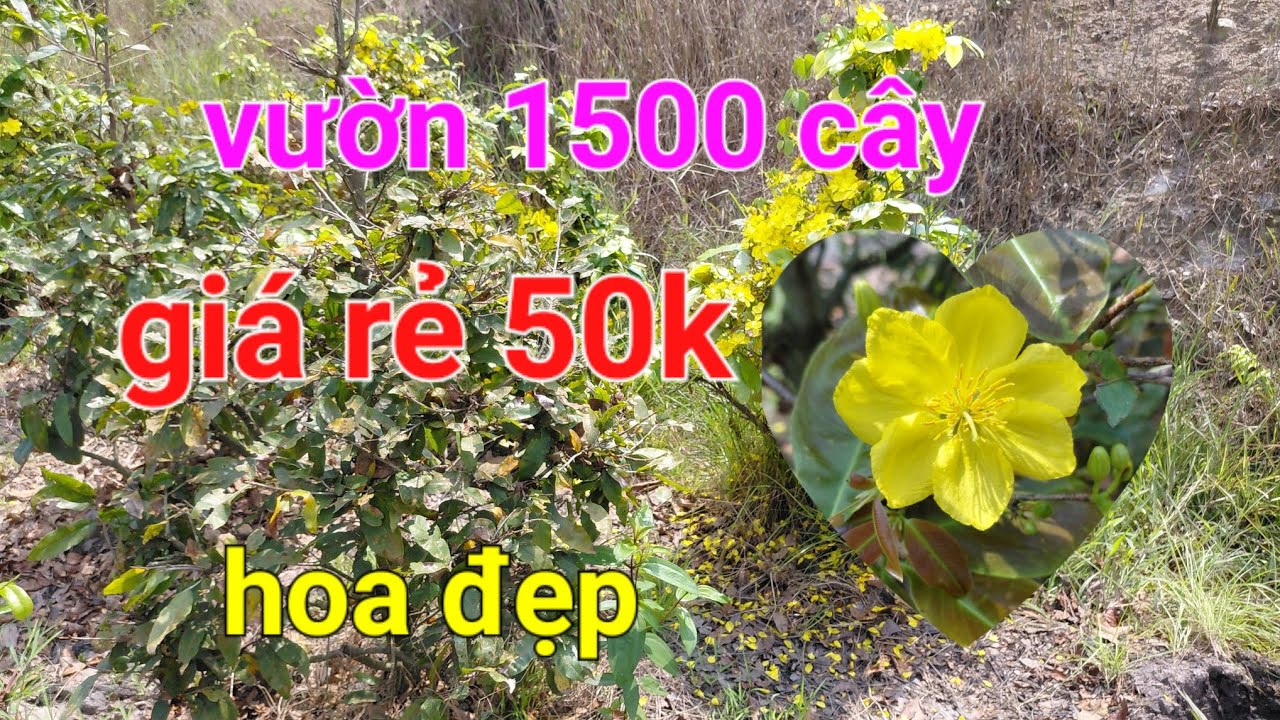 ☎️0978228213 vườn1500 cây, xô 50k/cây. Sỉ từ 100 cây tại vườn(chưa phí bứng)đc: Bến Lức, Long An cũ😊