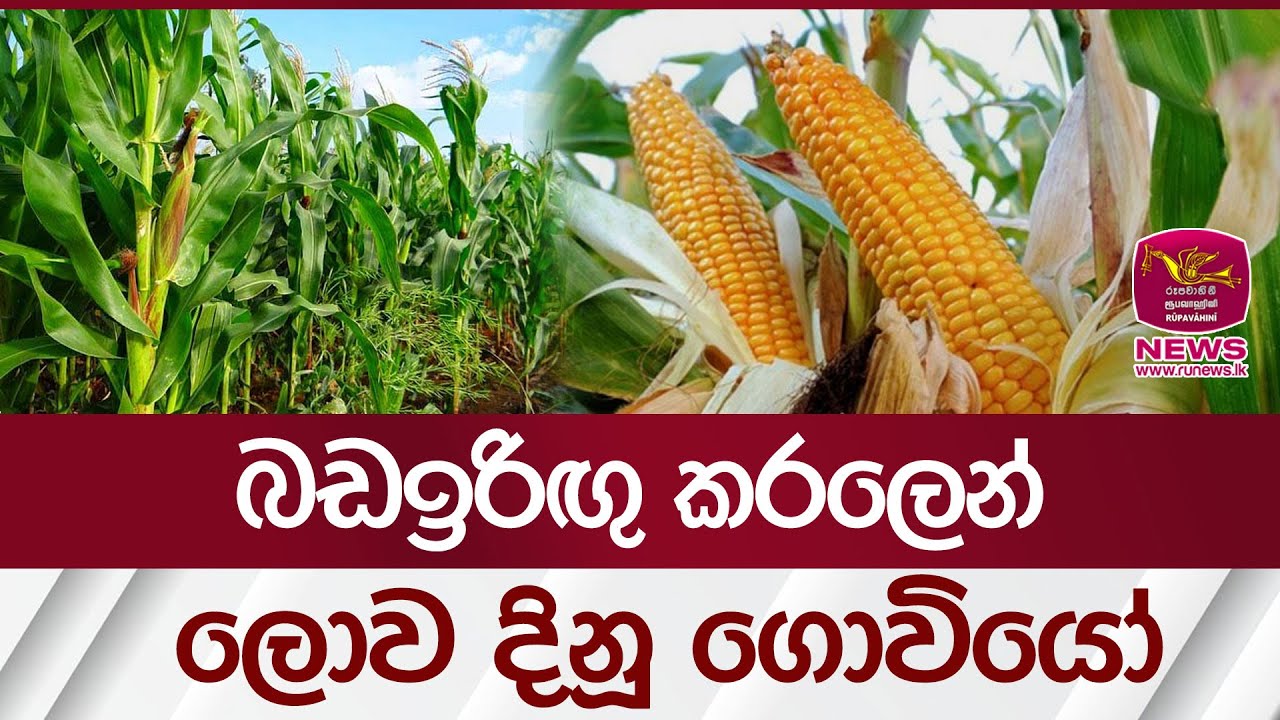 බඩඉරිඟු කරලෙන් ලොව දිනූ ගොවියෝ | Rupavahini News