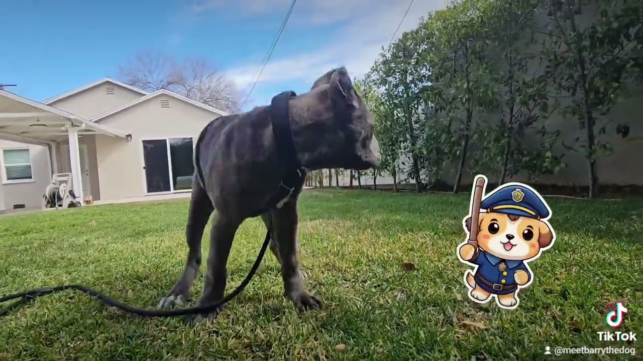 Barry Top Flight.#puppy #canecorso #dogsoftiktok #icecube #dog 