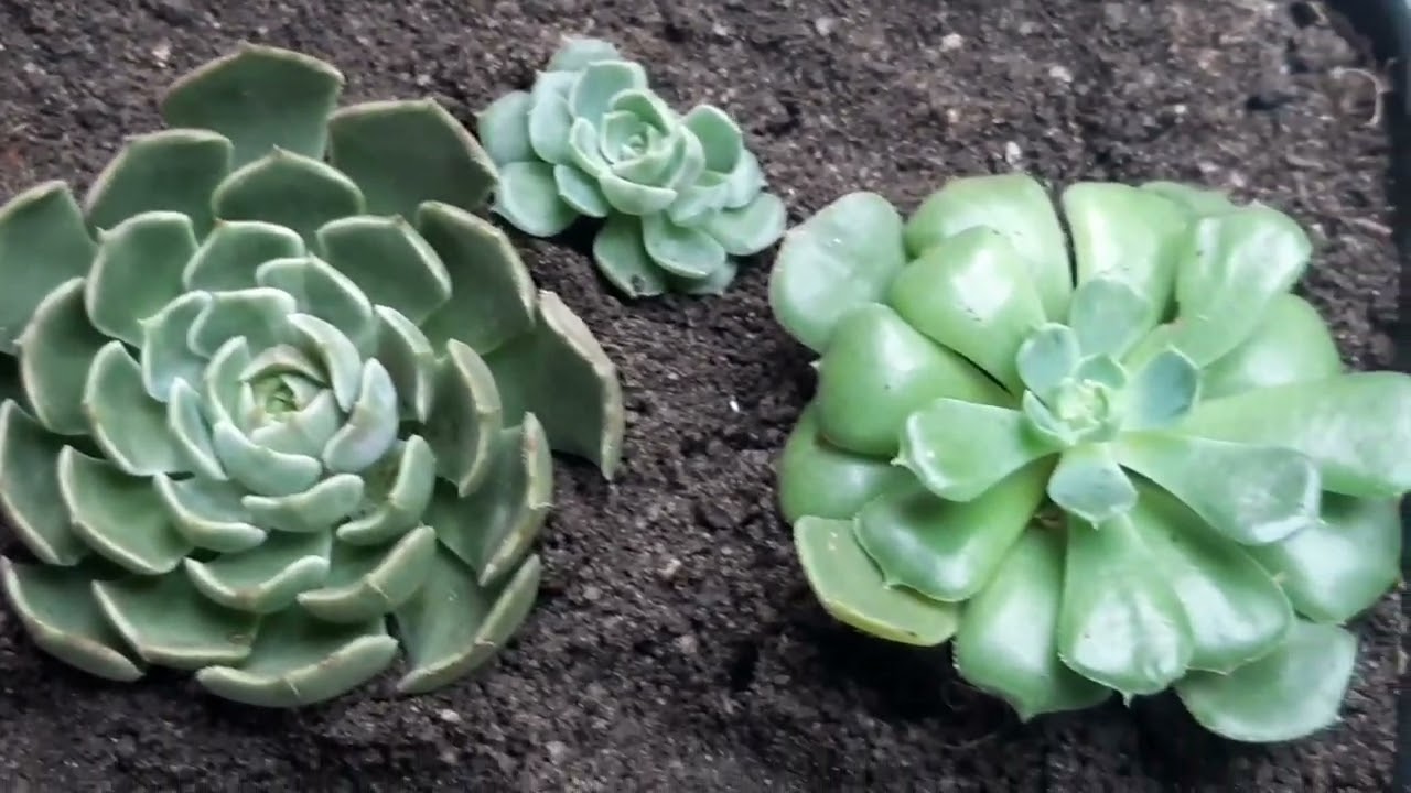 Replante E cheveria e crassula Capitella. ❤