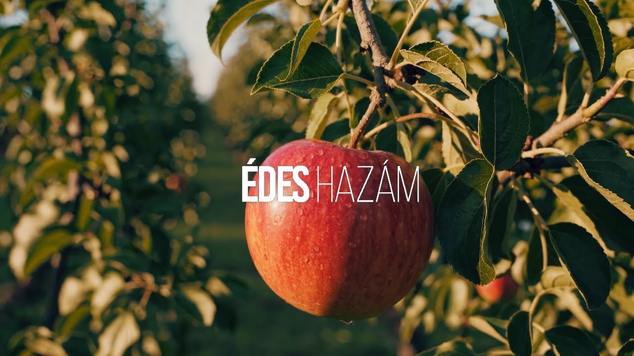 &Eacute;des Haz&aacute;m