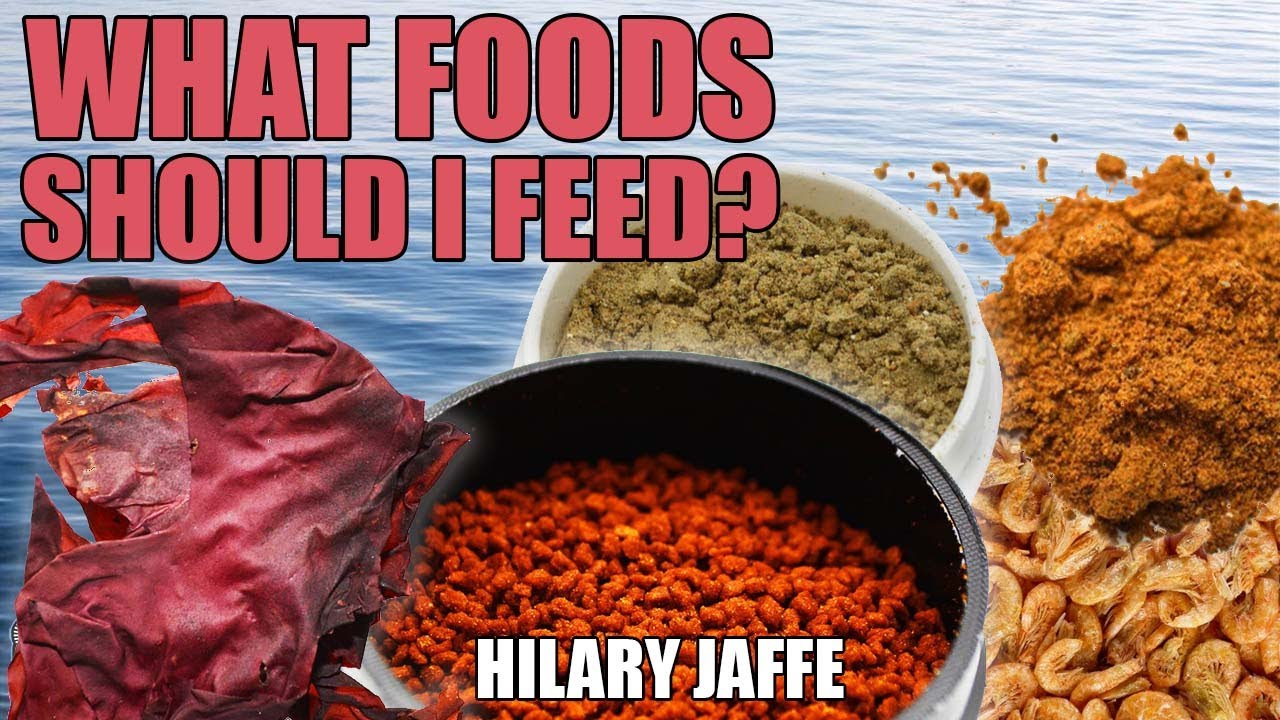 WHAT FOODS should I FEED my Saltwater Fish Tank, Marine Fish Food, Pellets, Frozen - Hilary Jaffe