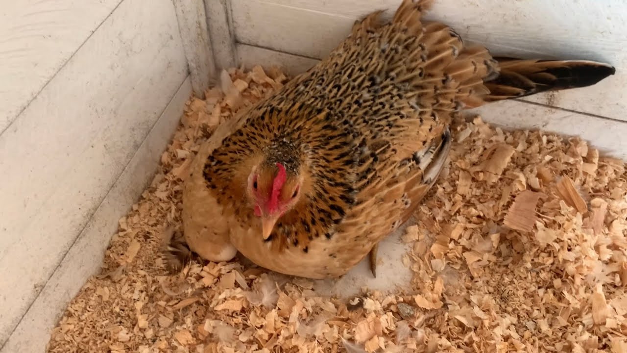 Gallina serama clueca y ovoscopia de sus huevos / La granja en casa.